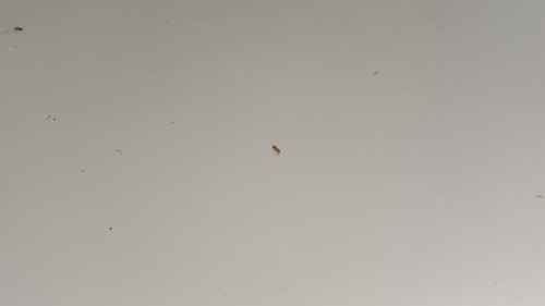 NO RESERVE - 1991 Mercedes-Benz 300E à vendre (picture 37 of 99)