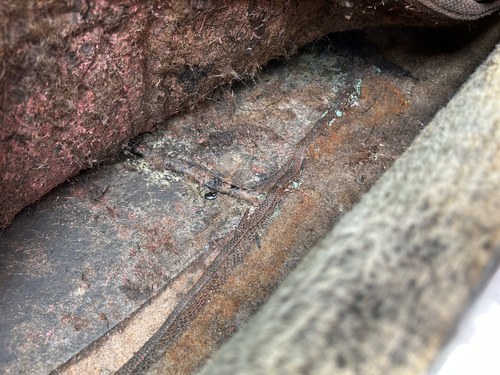 1975 Rover 2200 SC à vendre (picture 82 of 250)