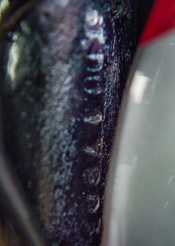 1965 Triumph 6T Thunderbird (650cc) In vendita (immagine 26 di 26)