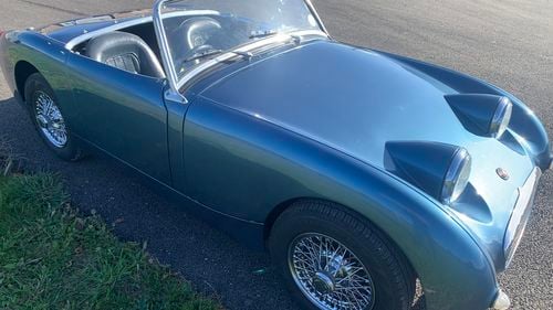 Picture of Healey (Isle of Wight) Frogeye - For Sale