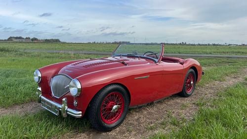 Picture of Austin Healey 100/4 1954 - For Sale