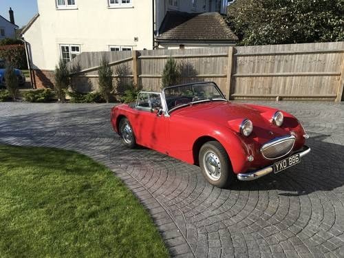 1960 Rustfree Frogeye Sprite unmolested excellent cond SOLD