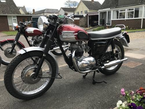 1965 Stunning Triumph T100SS TIGER 100SS For Sale