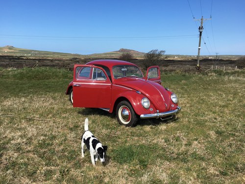 1963 Authentically restored Red VW Beetle For Sale