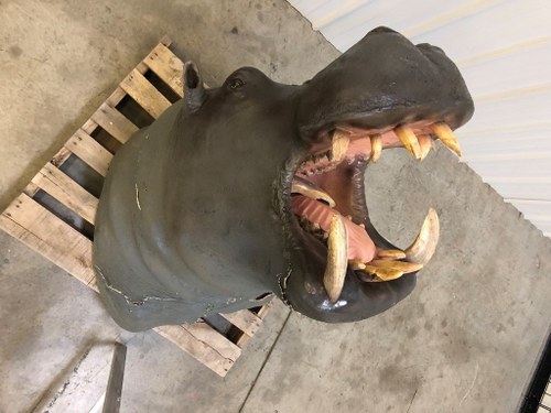 Taxidermized Hippo Mount For Sale by Auction