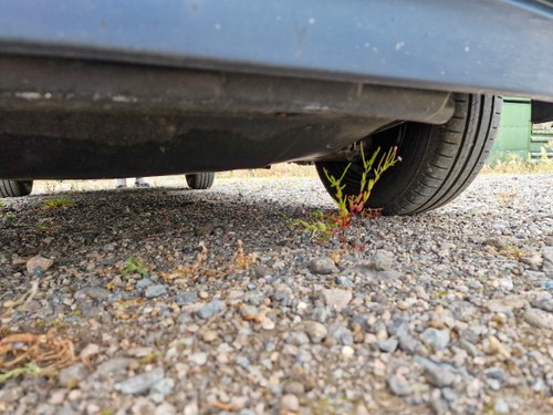 1993 Mercedes Benz E280 (W124) zum Verkauf (Bild 213 von 241)