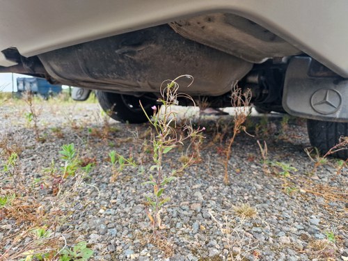 1990 Mercedes Benz 300SE (W126) For Sale (picture 241 of 268)