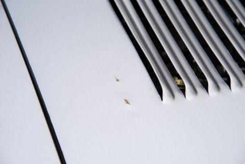 1969 Jaguar E-Type Series 2 OTS till salu (bild 138 av 203)